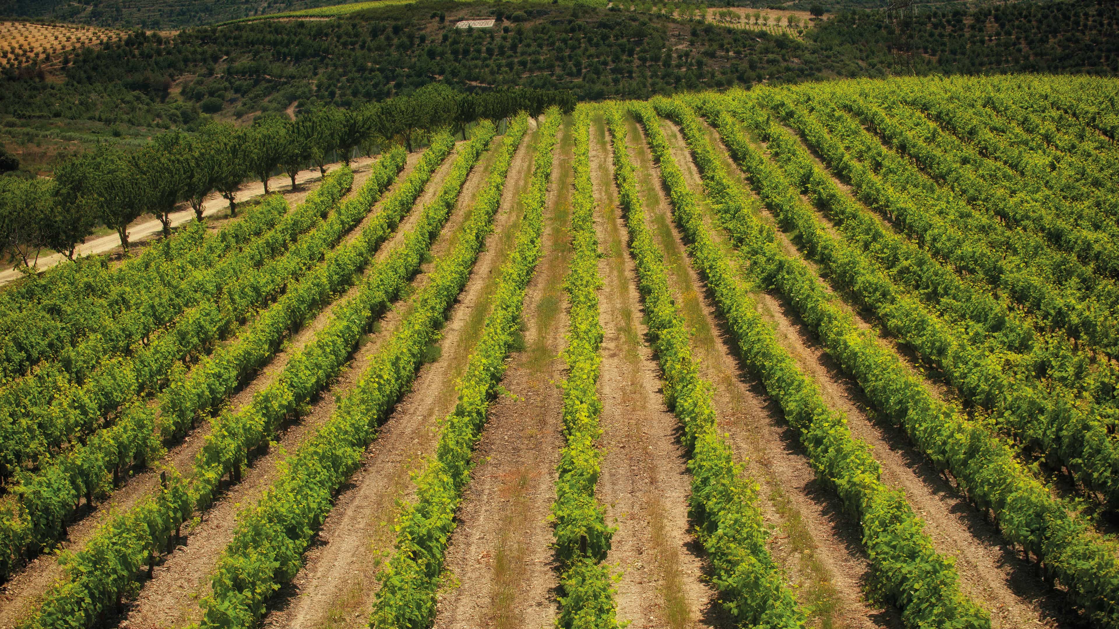 Wine Regions